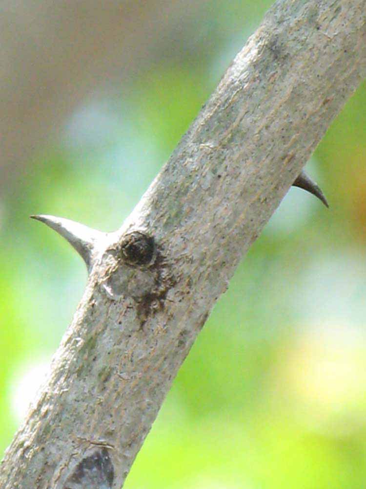              Second - third year twig (Winter Haven, FL)       